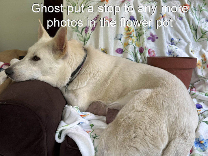 chinook dog
